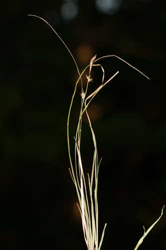 Carex lucorum var. austrolucorum #4